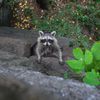 Incredible Falling Raccoon Rescue Caught On Video
